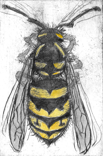 Sting, drypoint and watercolour, 4x6 inches edition of twenty-five