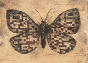 Bottafly, drypoint watercolour and tea, 6x8 inches edition of twenty
