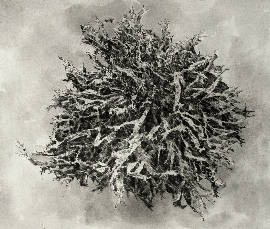 LIchen, drypoint and watercolour tint, 8x10 inches, edition of 20