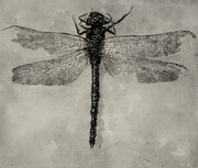 Dragonfly Study, drypoint with watercolour tint, 8x10 inches edition of 20
