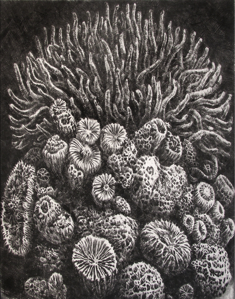 Shitload of Sea Life, drypoint and watercolour, 8x10 inches, edition of tweinty
