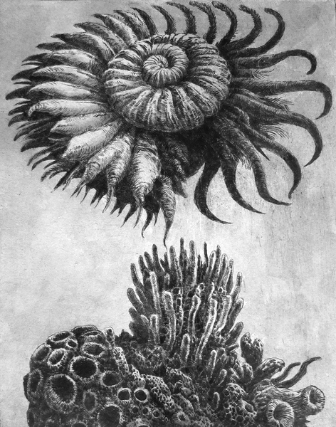 Cambrian Seafood, drypoint and watercolour tint, 8x10 inches, edtion of twenty